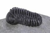 Beautiful Morocops Trilobite - Ofaten, Morocco #359608-1